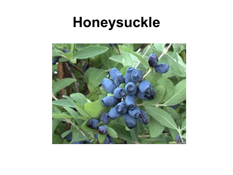 Honeysuckle